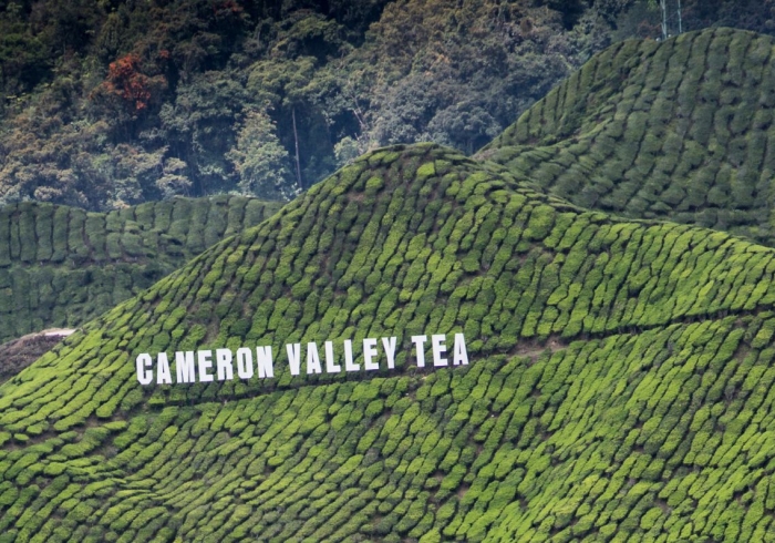 ไร่ชา Cameron Valley Tea ไร่ชา Cameron Valley Tea