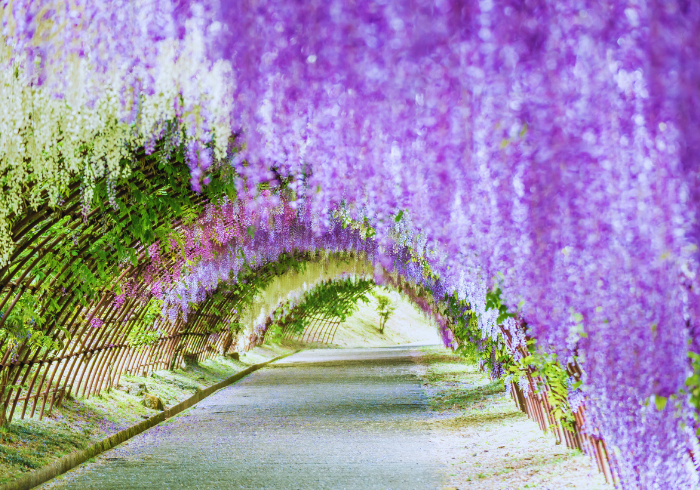 ทัวร์ญี่ปุ่น FUKUOKA WISTERIA PURPLE TONE (230466)