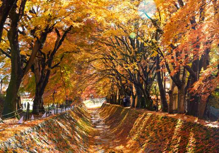 ทัวร์ญี่ปุ่น AJP65-01 TOKYO FUJI KAMAKURA OMURO AUTUMN IN LOVE (301166)