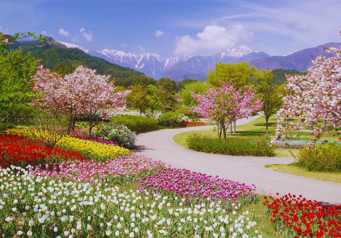 สวนดอกไม้คูจู ทัวร์ญี่ปุ่น2566