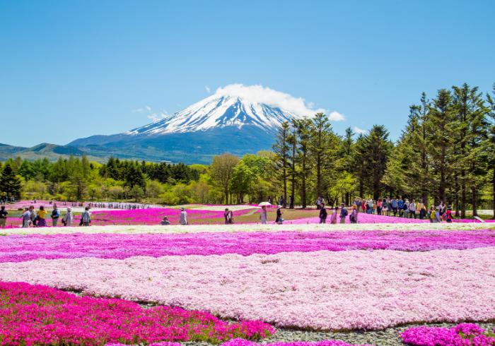 ทัวร์ญี่ปุ่น AJP62-02 YOROKOBI JAPAN ALPS PINKMOSS (120566)