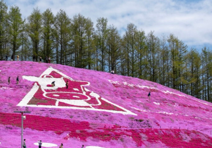 ทัวร์ญีุ่่ปุ่น AJP62-03 HOKKAIDO TULIP PINKMOSS(150566)