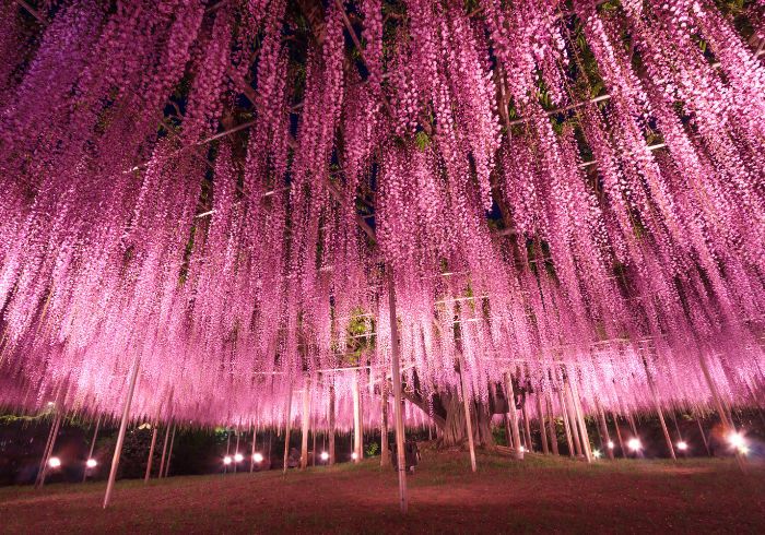 ทัวร์ญี่ปุ่น AJP62-01 TOHOKU SAKURA SNOW WALL(180466)