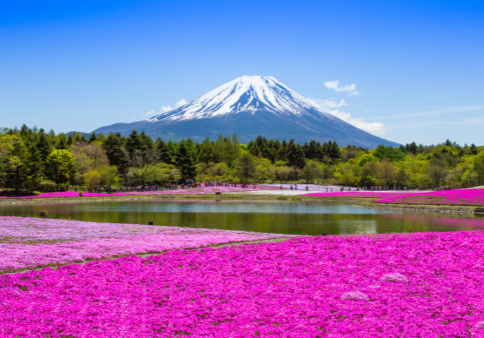 ทัวร์ญี่ปุ่น AJP69-01 TOKYO FUJI PINKMOSS 5D3N(310566)